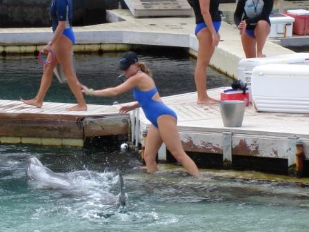 Dolphin Interaction Hawaii